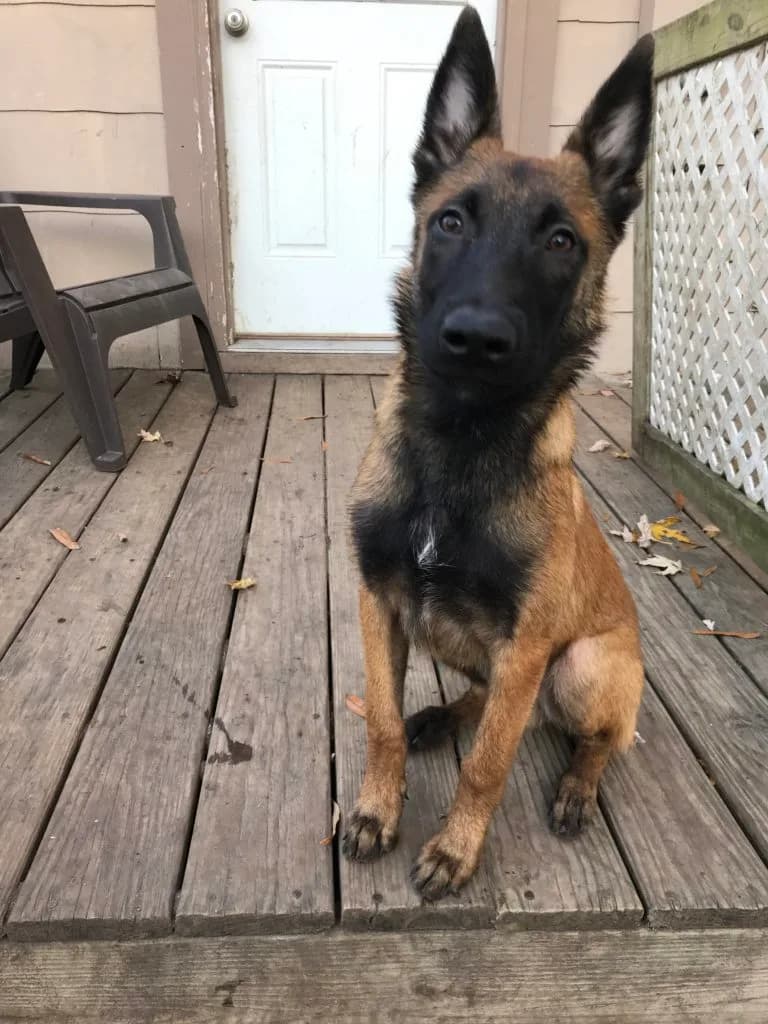“A” Litter photo 91