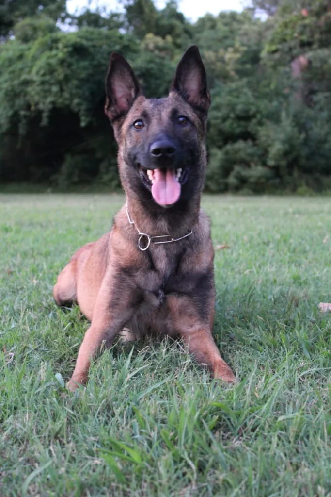 “A” Litter photo 20