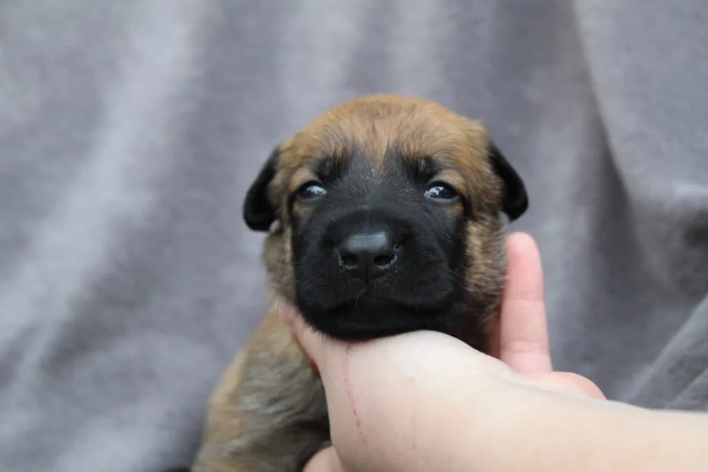 “A” Litter photo 33