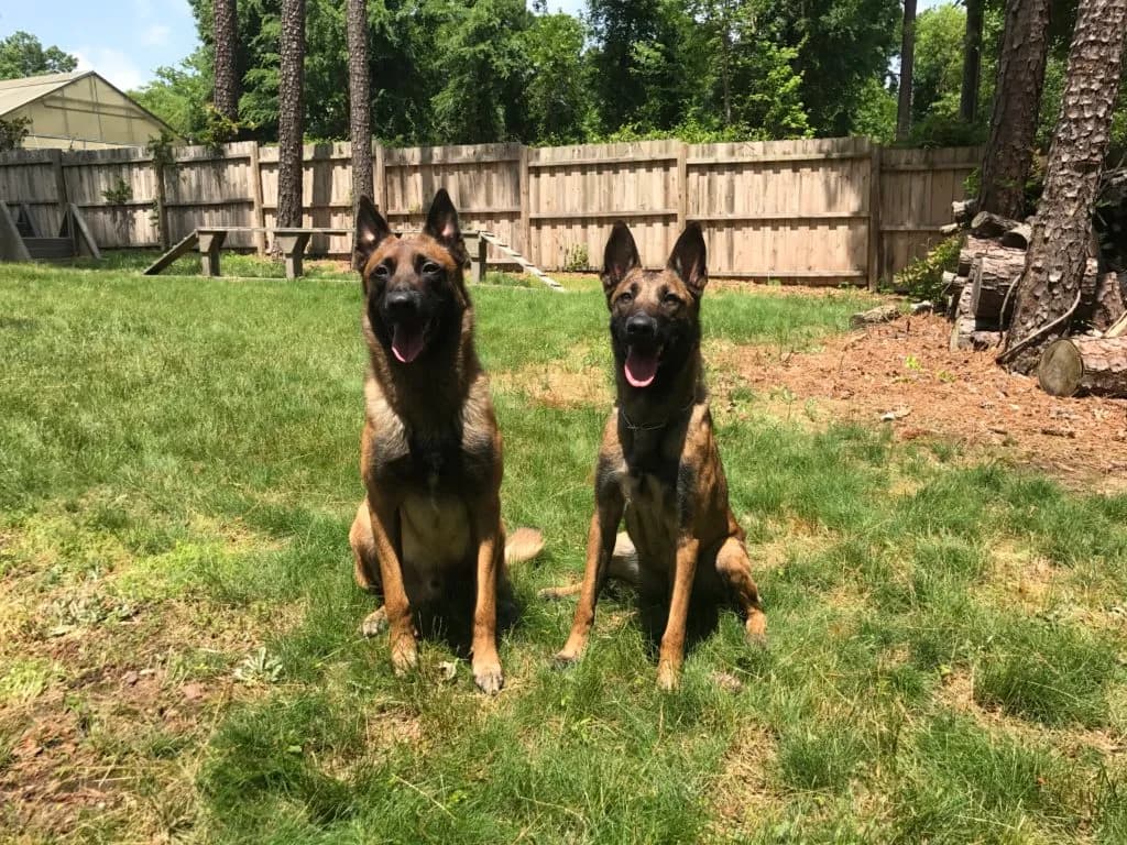 “A” Litter photo 9