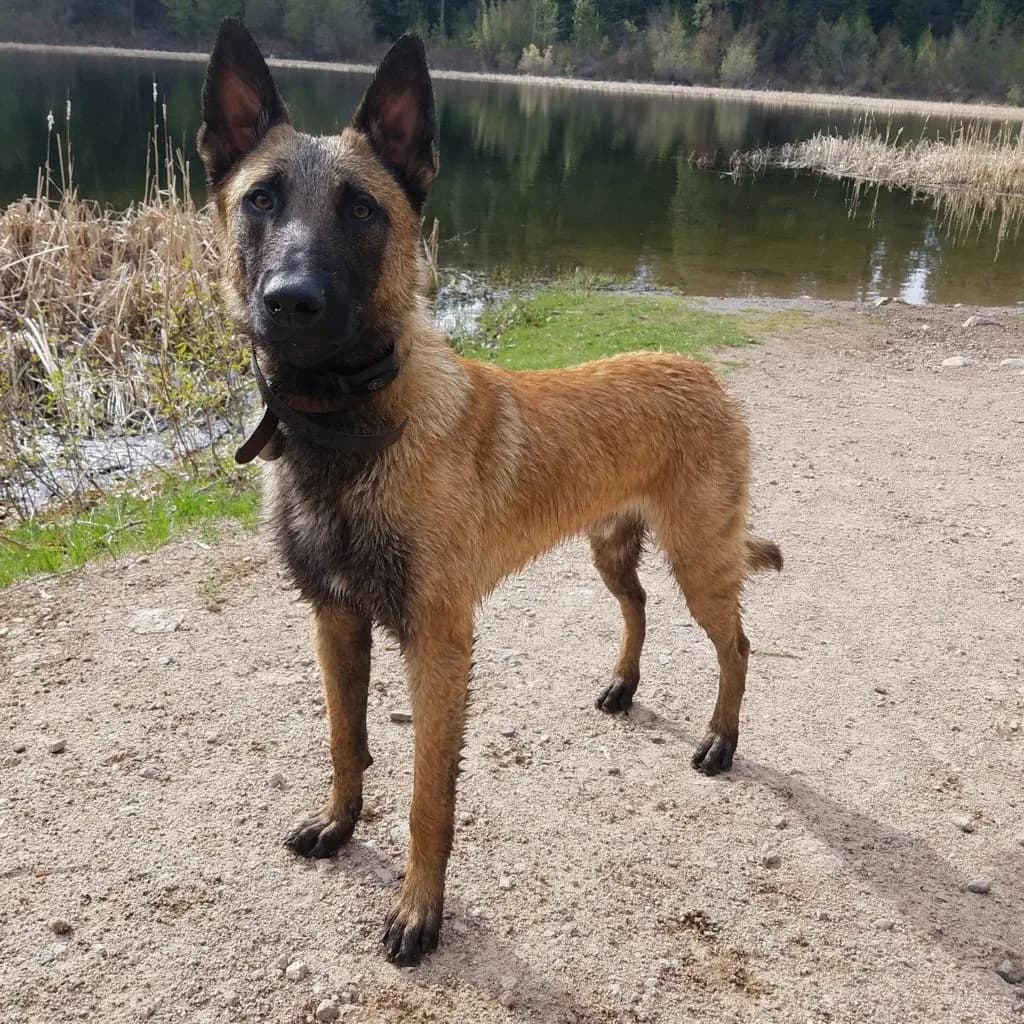 “A” Litter photo 123