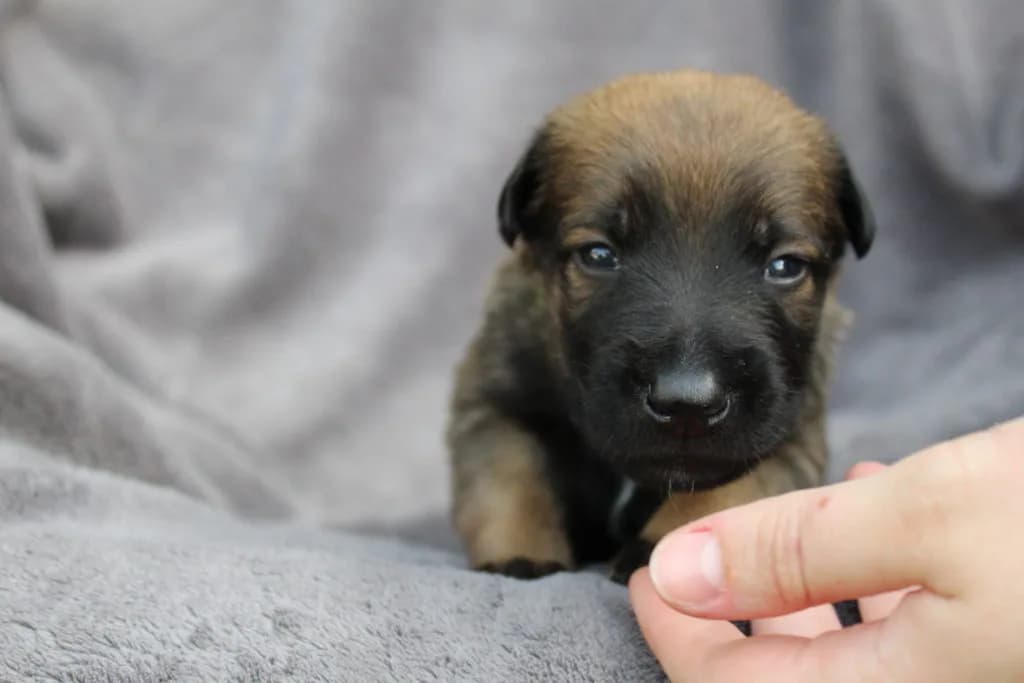 “A” Litter photo 63