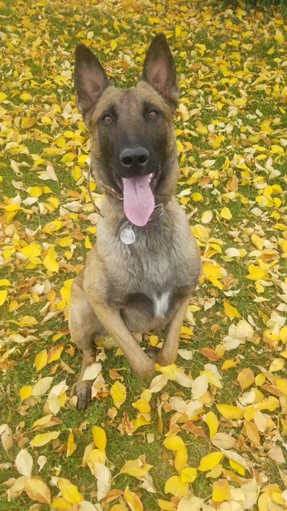 “A” Litter photo 156