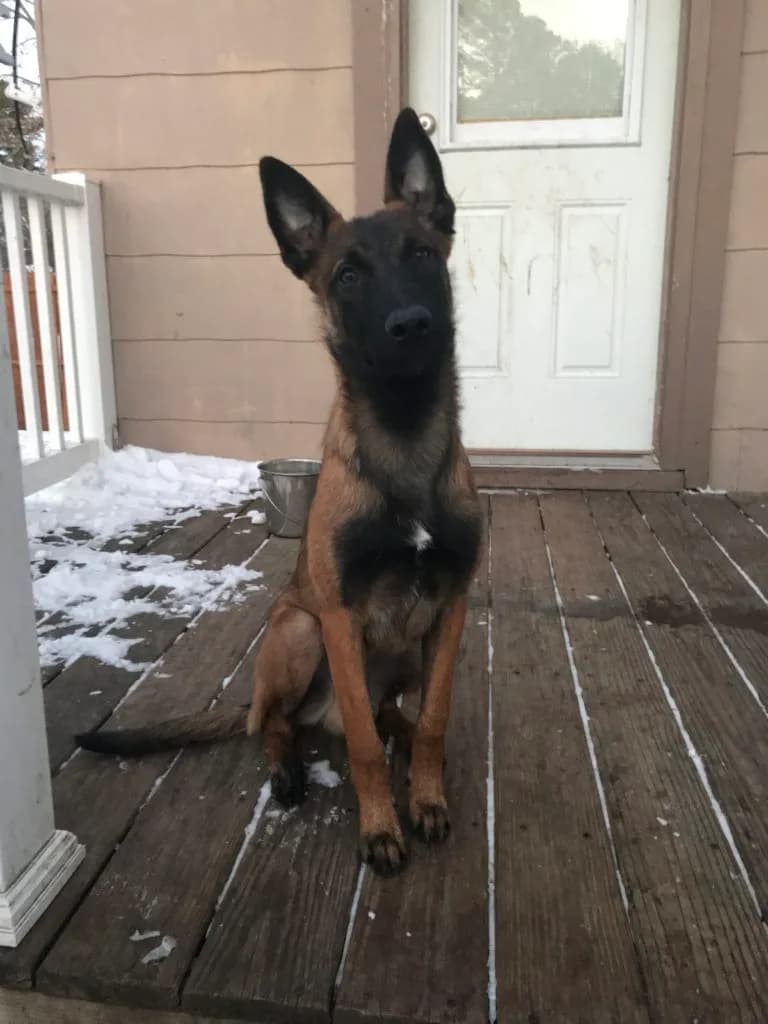 “A” Litter photo 97