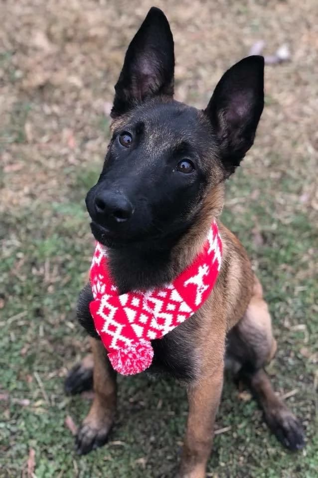 “A” Litter photo 103
