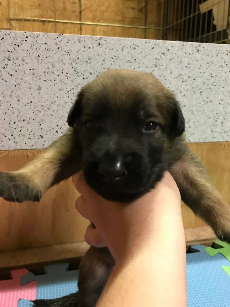 “A” Litter photo 31