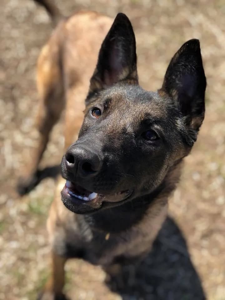 “A” Litter photo 109