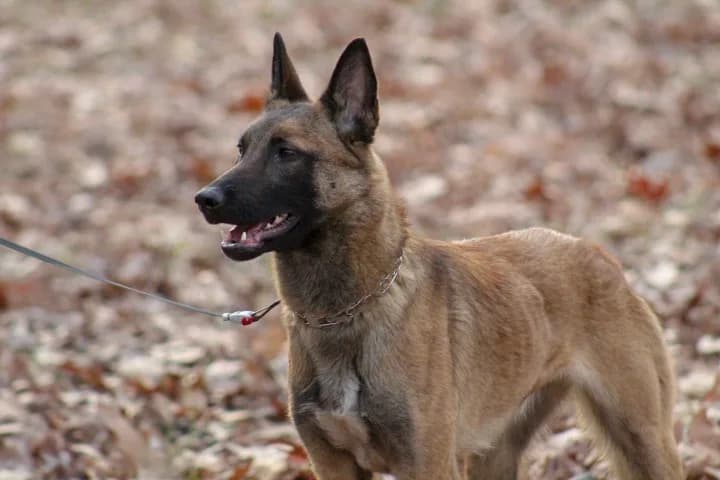 “A” Litter photo 178