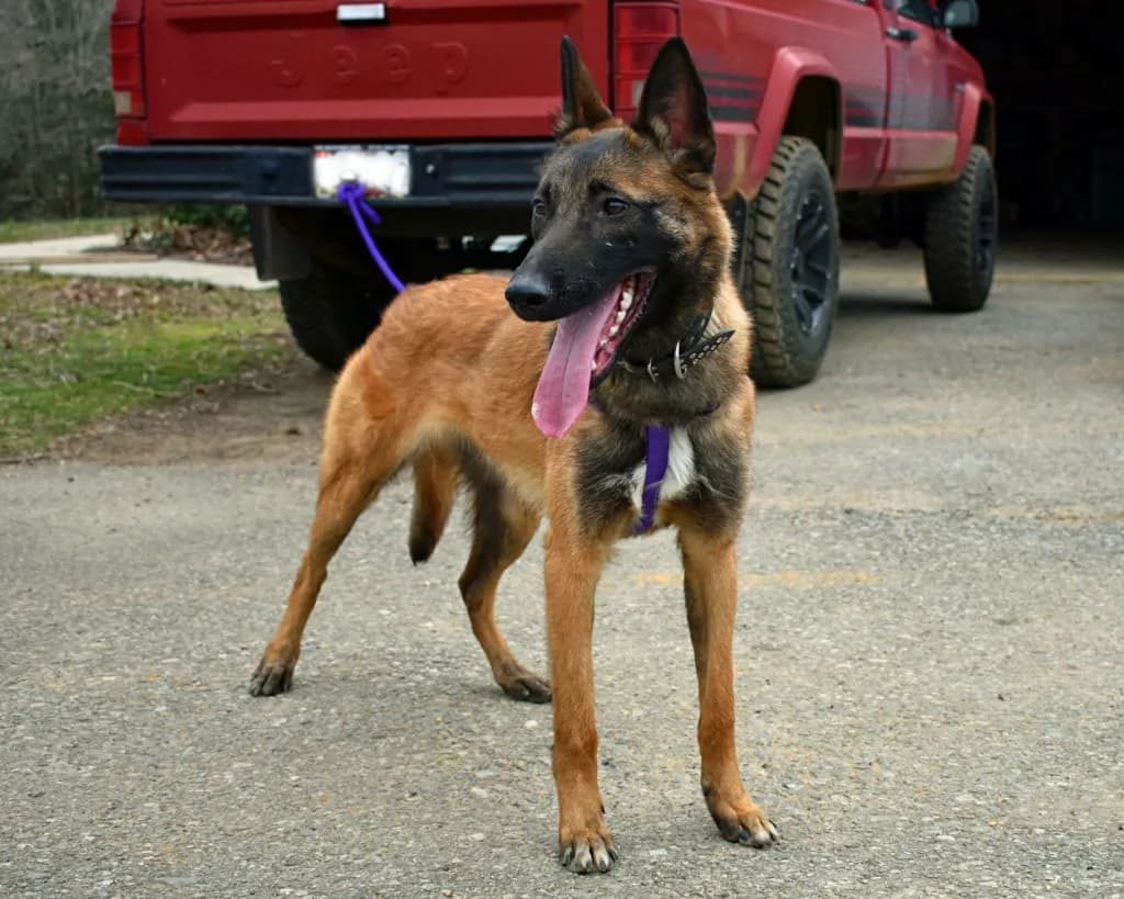 “A” Litter photo 111