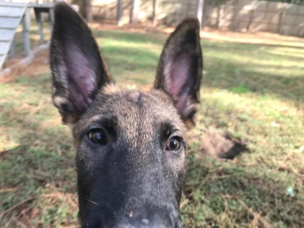 “A” Litter photo 80