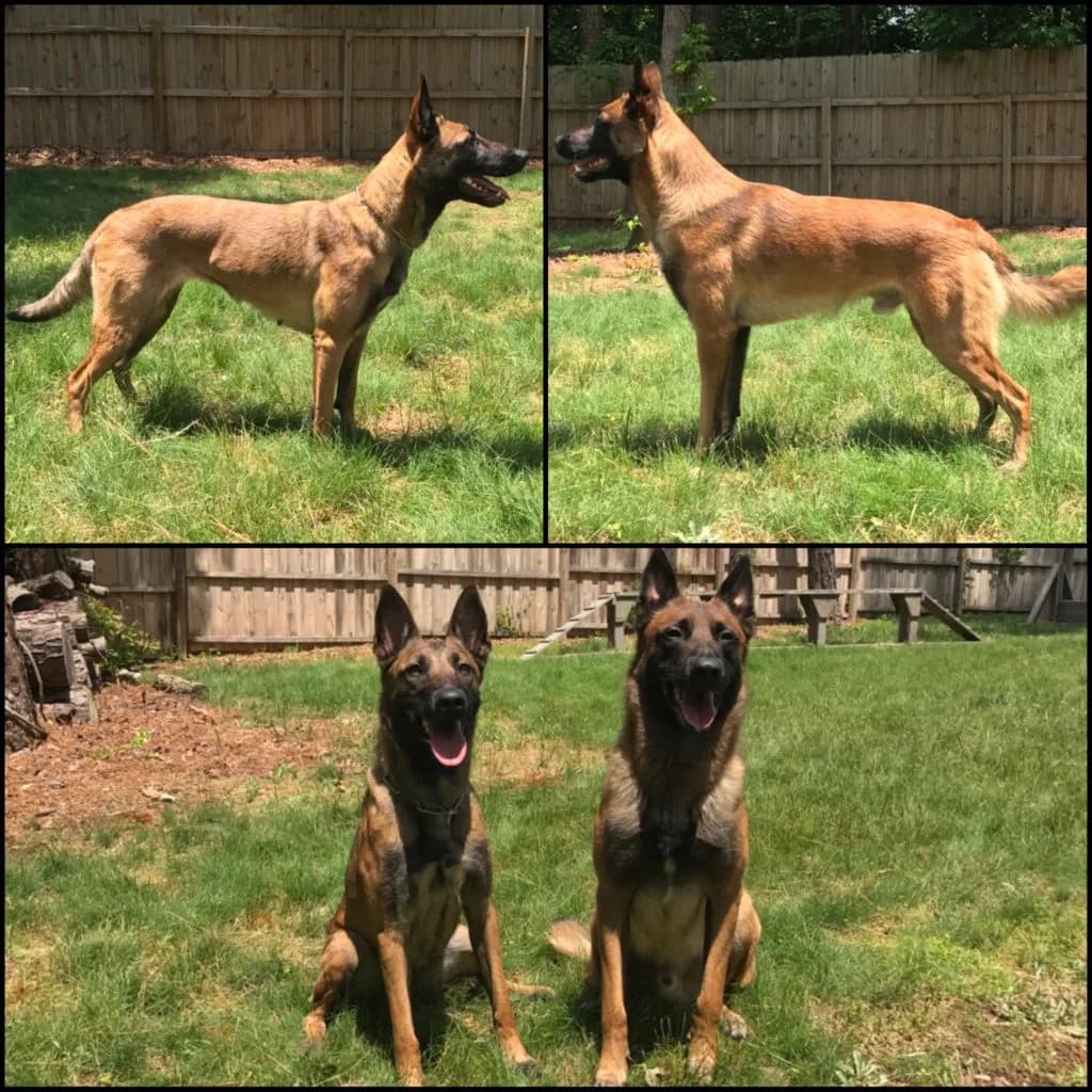 “A” Litter photo 12