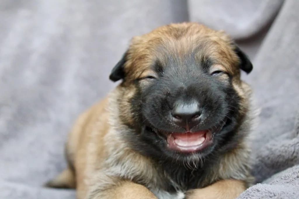 “A” Litter photo 47
