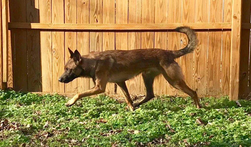 “A” Litter photo 163