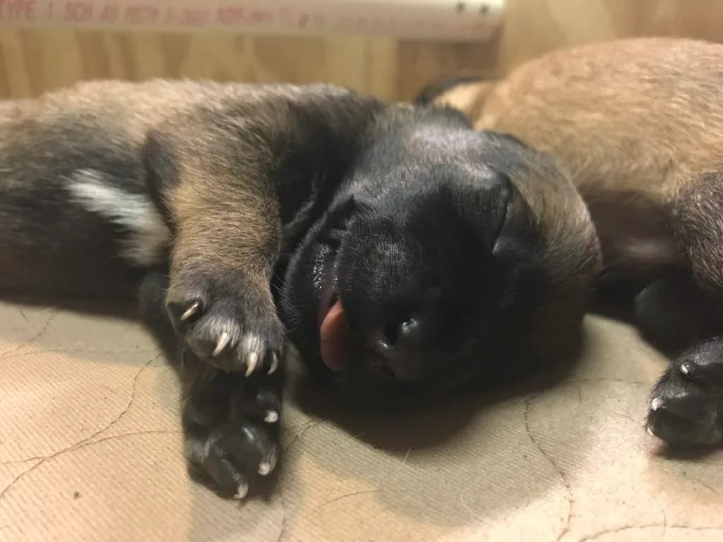 “A” Litter photo 23
