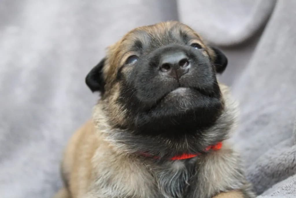 “A” Litter photo 44