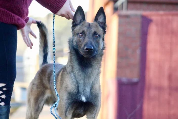 “A” Litter photo 190