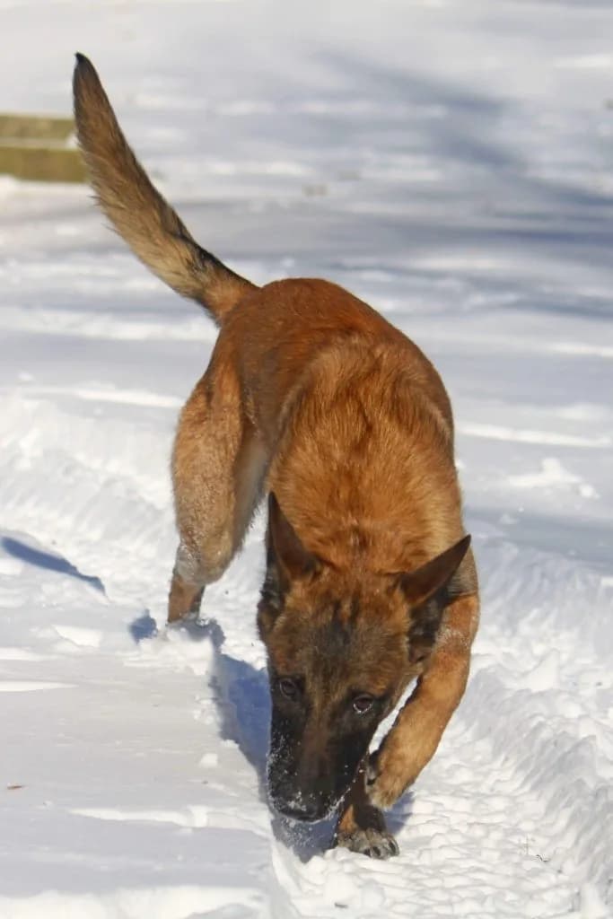 “A” Litter photo 90