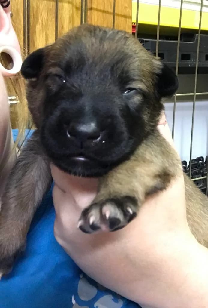 “A” Litter photo 25