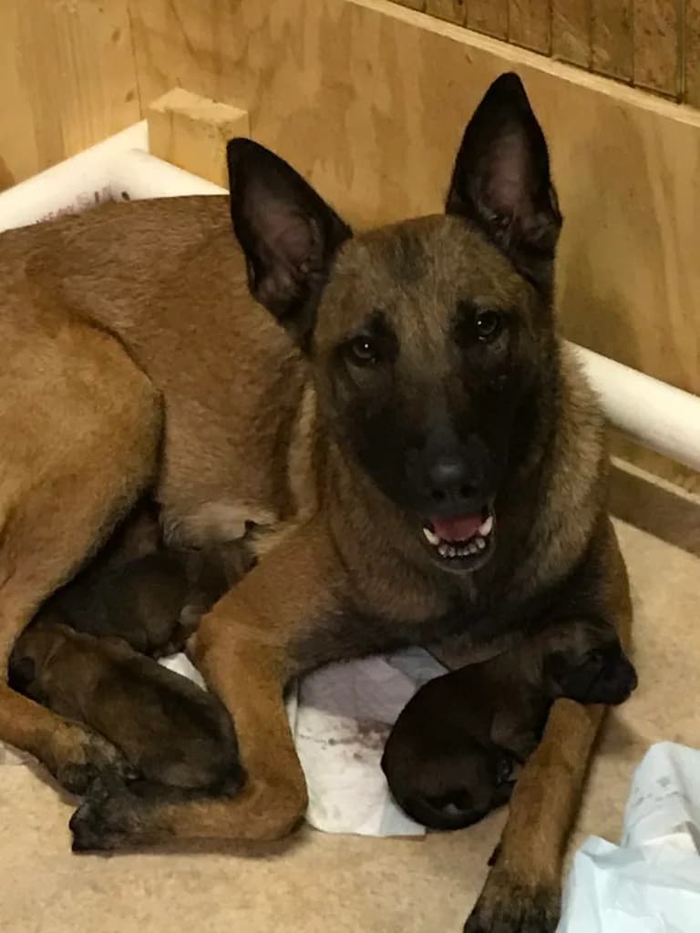 “A” Litter photo 22