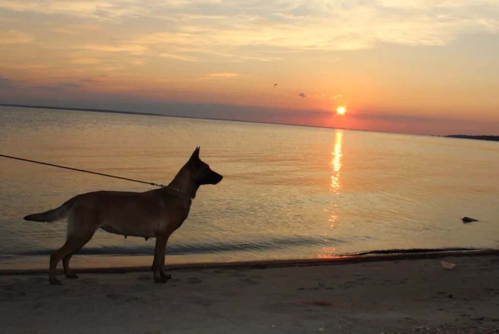“A” Litter photo 16