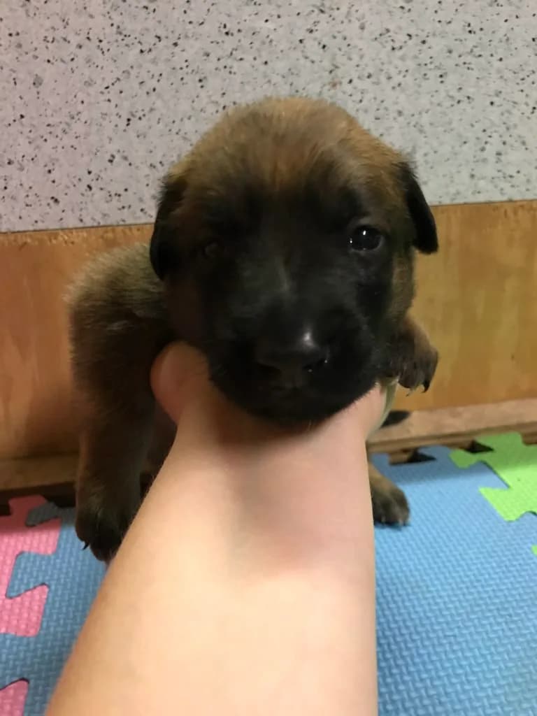 “A” Litter photo 28