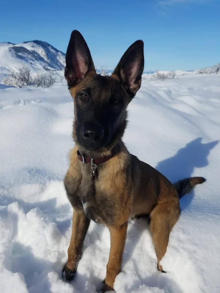 “A” Litter photo 101