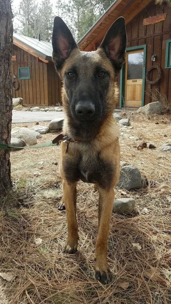 “A” Litter photo 118