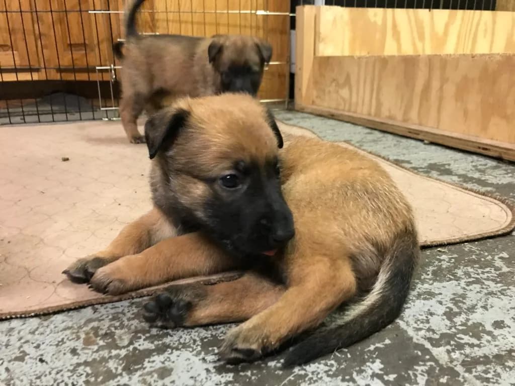“A” Litter photo 66