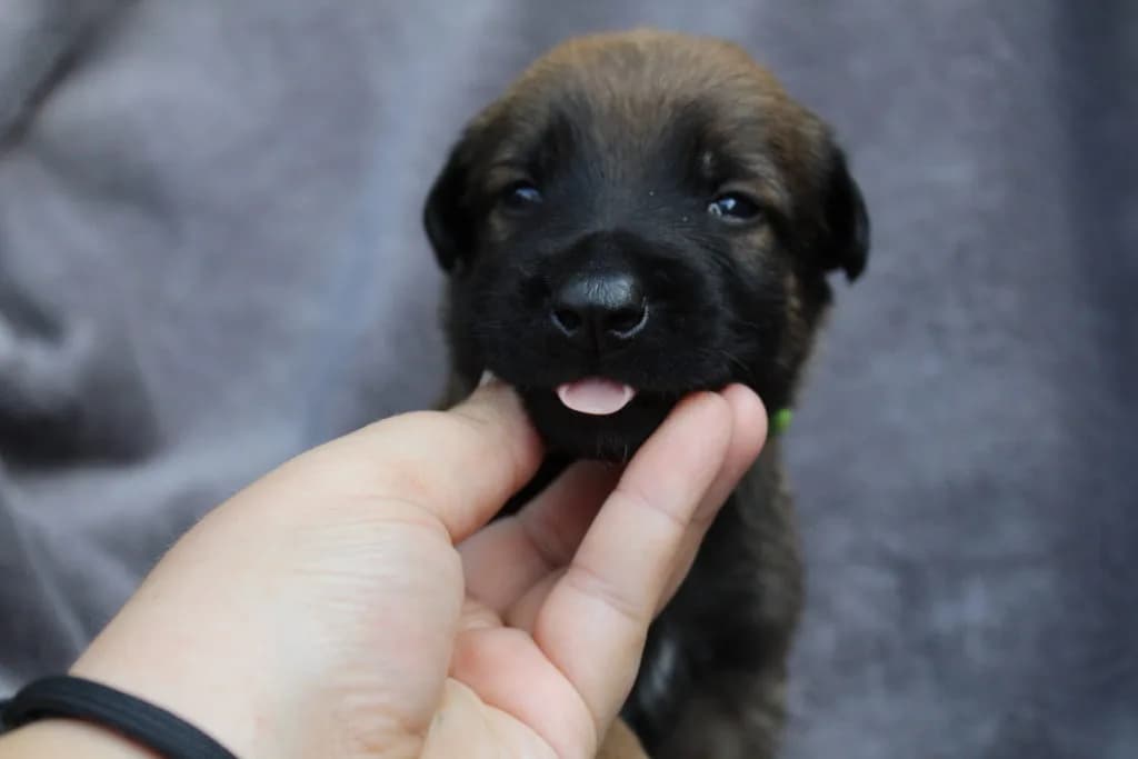 “A” Litter photo 58