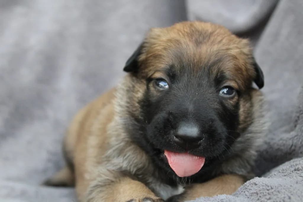 “A” Litter photo 49