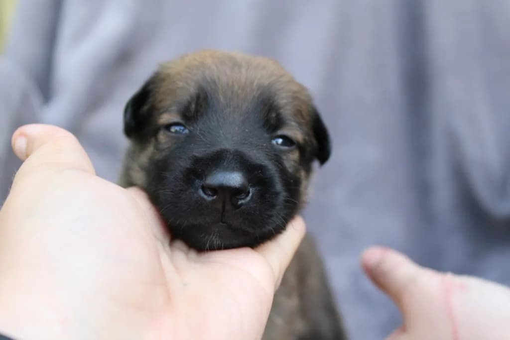 “A” Litter photo 61