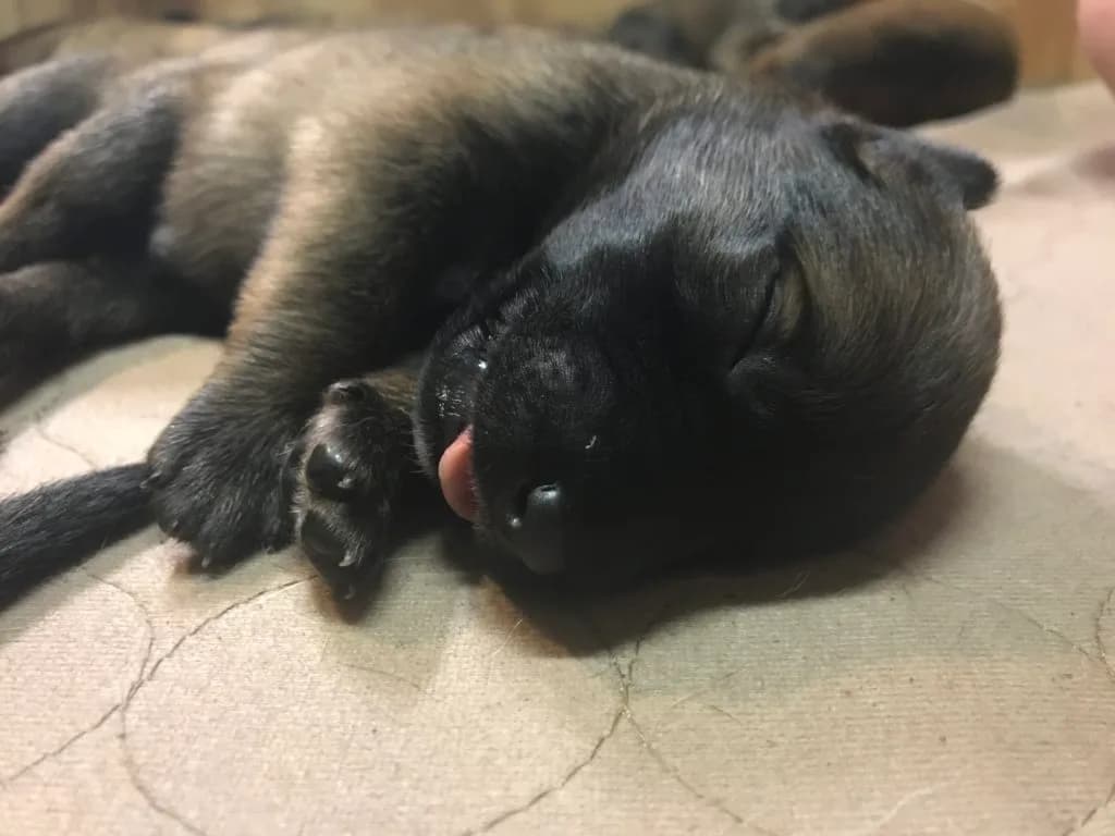 “A” Litter photo 24