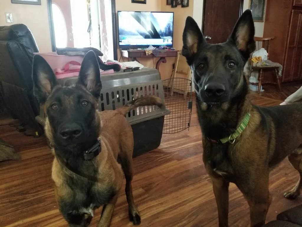 “A” Litter photo 104