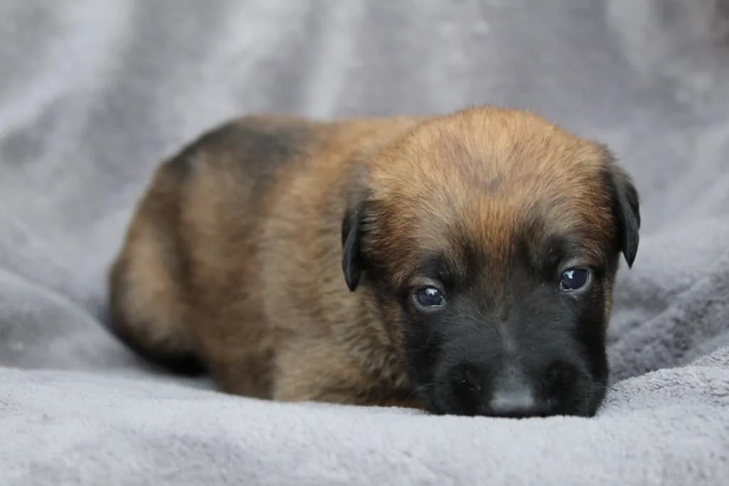 “A” Litter photo 38