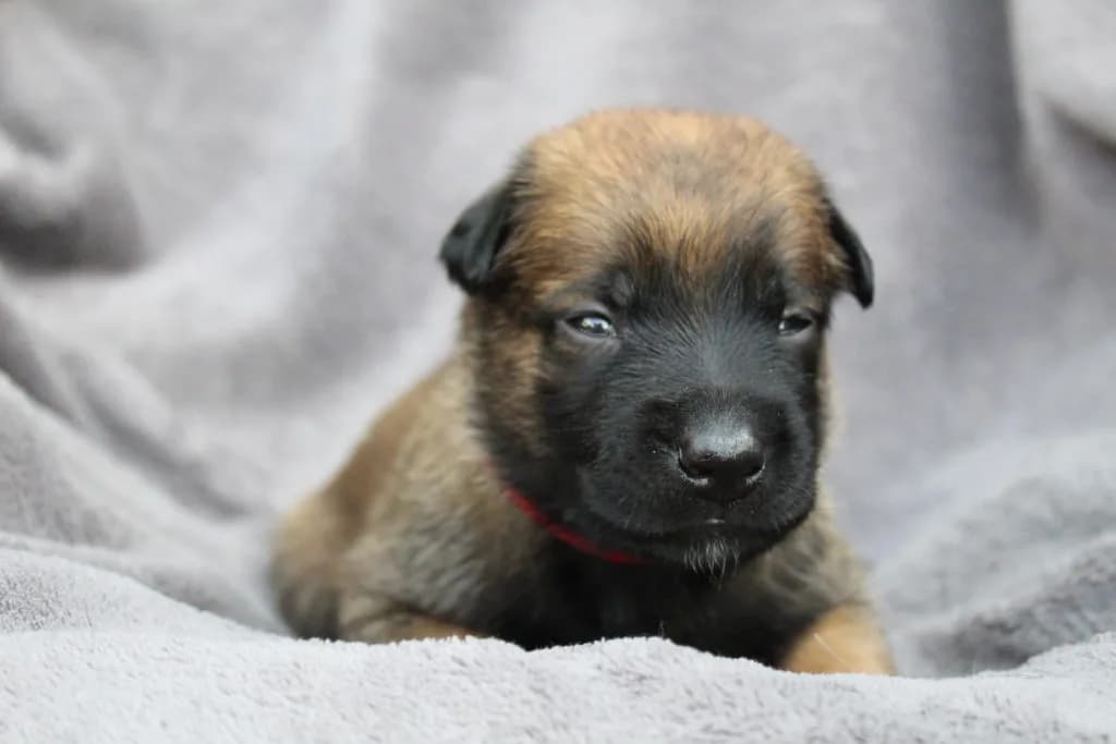 “A” Litter photo 55