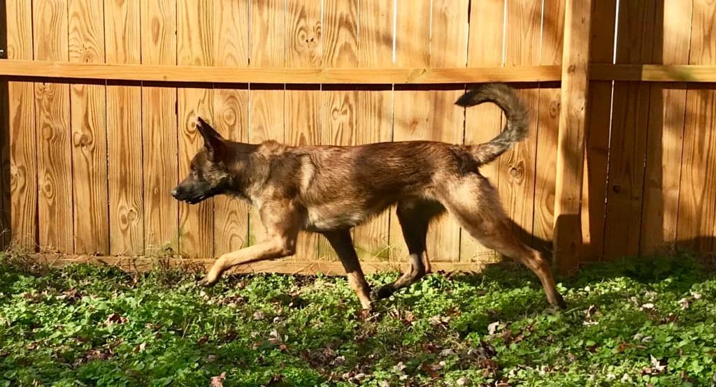 “A” Litter photo 162