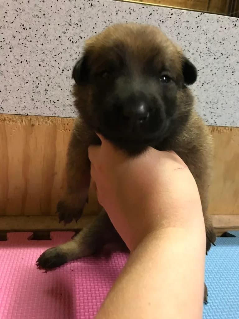 “A” Litter photo 30