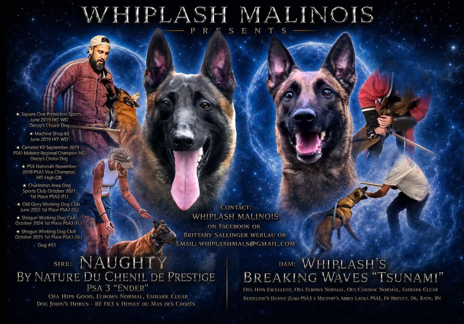 Whiplash Malinois presentation featuring Naughty By Nature Du Chenil De Prestige and Whiplash’s Breaking Waves Tsunami with their health, pedigree, and protection-sport accomplishments