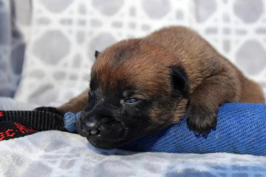 “B” Litter photo 44