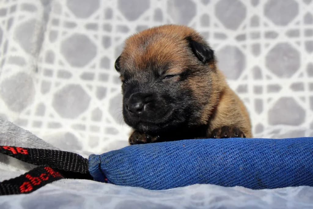 “B” Litter photo 65