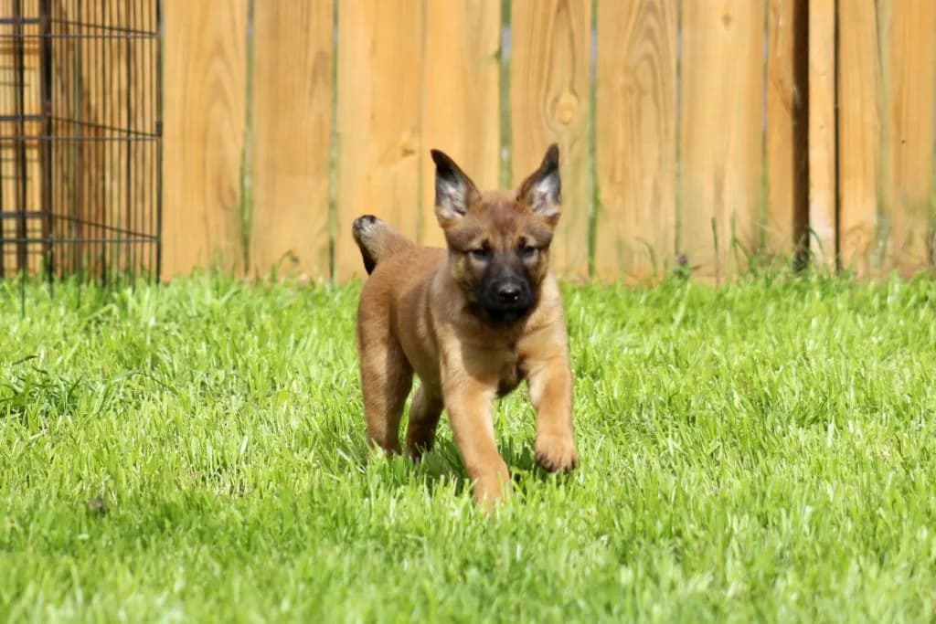 “B” Litter photo 230