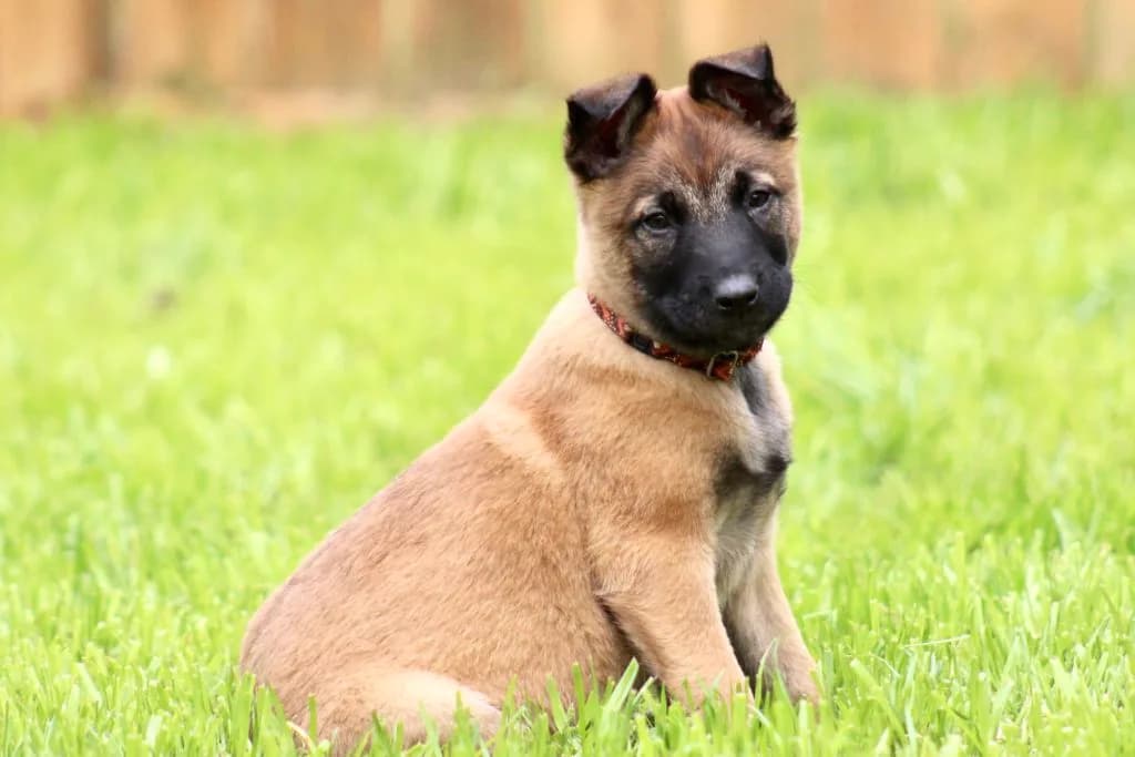 “B” Litter photo 194