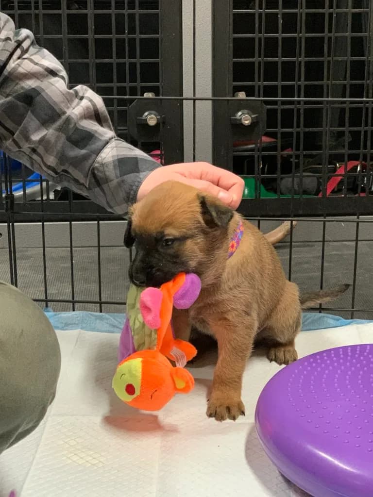 “B” Litter photo 82