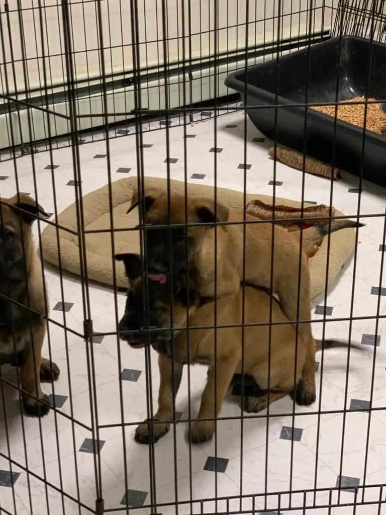 “B” Litter photo 273