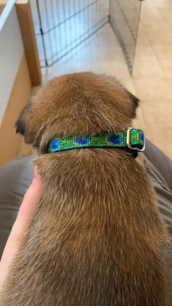 “B” Litter photo 77