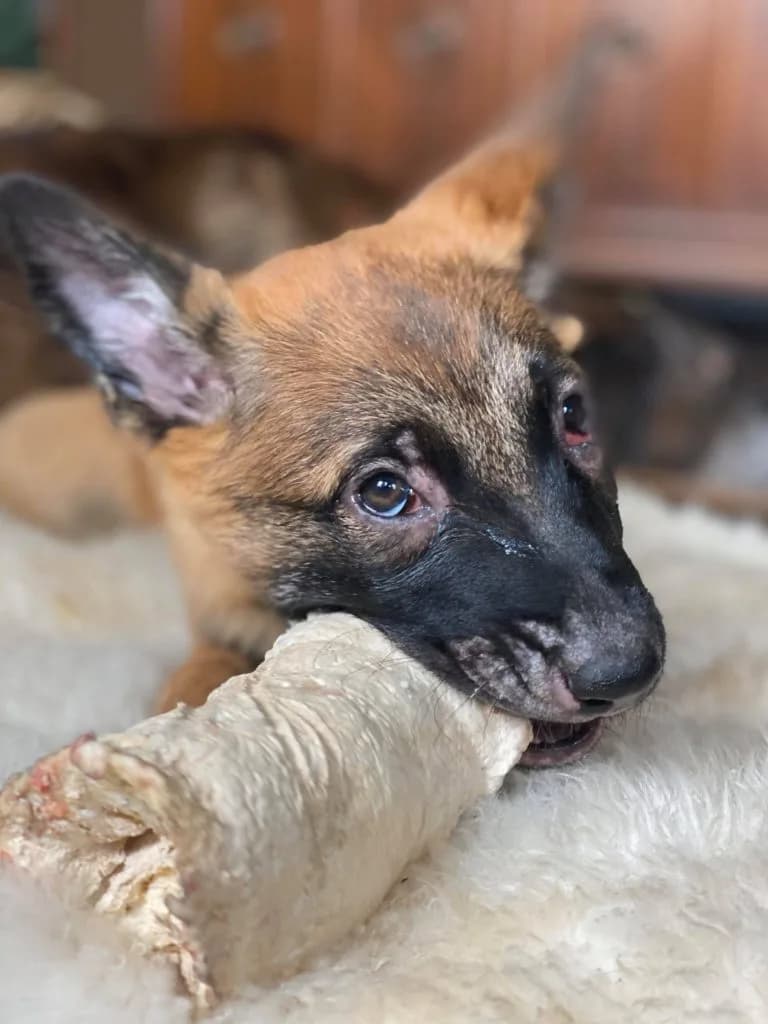 “B” Litter photo 287