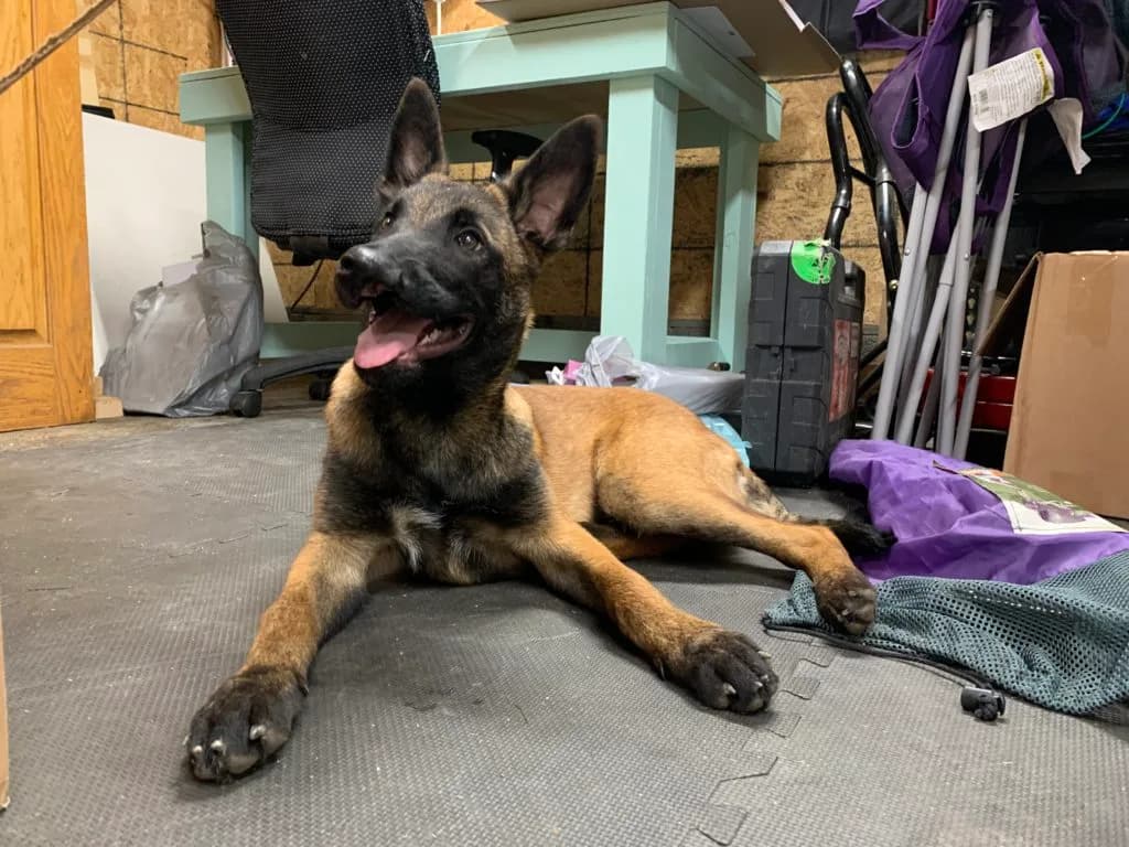 “B” Litter photo 410
