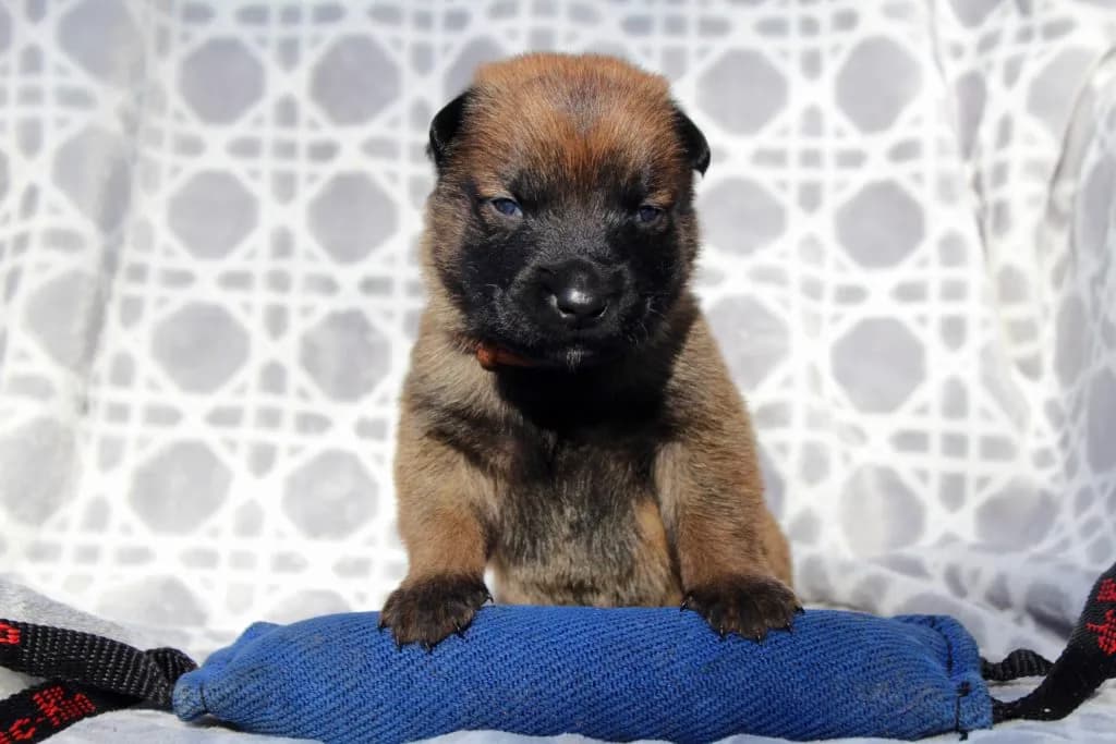 “B” Litter photo 57