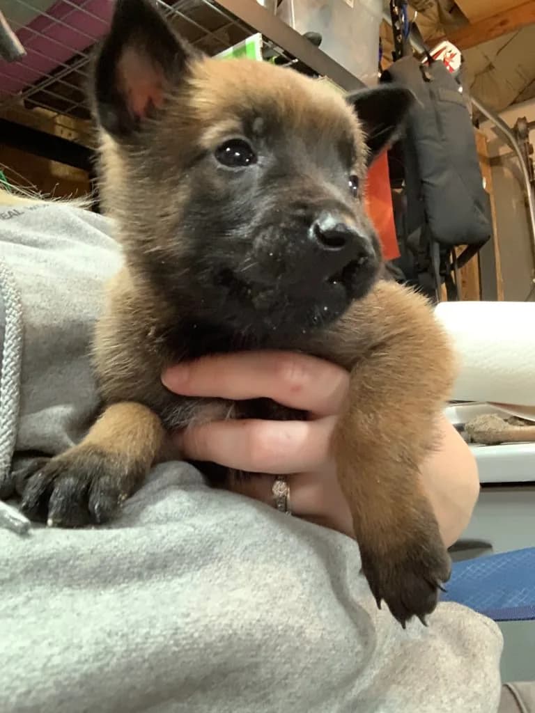 “B” Litter photo 114