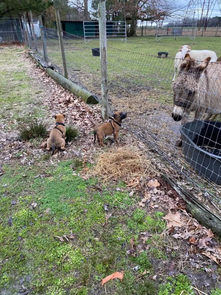 “B” Litter photo 161